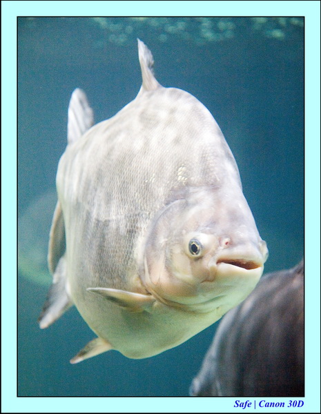 2006 - 07 - Kuala lumpur -  Aquarium 14